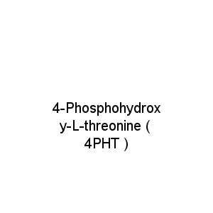4-Phosphohydroxy-L-threonine ( 4PHT )